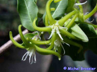 Fockea edulis
