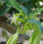 Fockea edulis