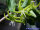 Fockea edulis