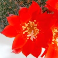 Rebutia chrysacantha WR 706b Sta. Barbara, Salta to Cafajate, Argentinia