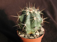 Ferocactus alamosanus Rancho San Pedro, Alamos, Sonora, Mx