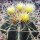 Ferocactus glaucescens