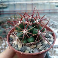 Ferocactus viridescens v. orcuttii
