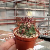 Ferocactus viridescens v. orcuttii