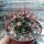 Ferocactus viridescens v. orcuttii