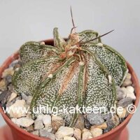 Astrophytum capricorne v. major