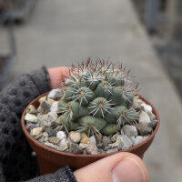 Mammillaria schumannii