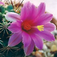 Mammillaria schumannii
