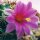 Mammillaria schumannii