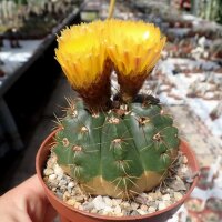 Notocactus incomptus