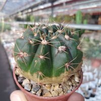 Notocactus incomptus