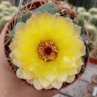 Notocactus incomptus