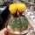 Notocactus incomptus