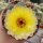 Notocactus incomptus