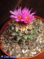 Turbinicarpus alonsoi