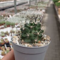 Echinocereus fendleri
