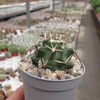 Echinocereus fendleri