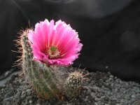 Echinocereus fendleri