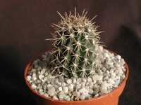 Ferocactus grandiflorus Sierra Santa Clara