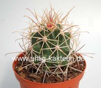 Ferocactus acanthodes v. lecontei