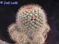 Mammillaria mammillaris Venezuela