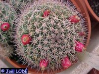 Mammillaria mammillaris Venezuela