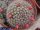 Mammillaria mammillaris Venezuela
