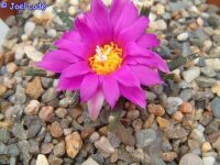 Ariocarpus agavoides