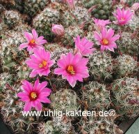 Mammillaria schumannii v. globosa Typstandort