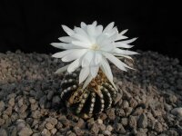 Discocactus horstii