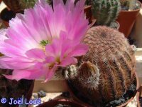 Echinocereus pectinatus SLP, Mexiko