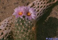 Gymnocactus knuthianus