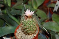 Gymnocactus knuthianus