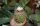 Gymnocactus knuthianus