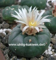 Lophophora diffusa v. koehresii