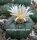 Lophophora diffusa v. koehresii