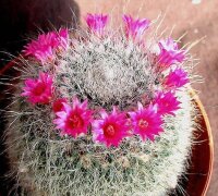 Mammillaria hahniana
