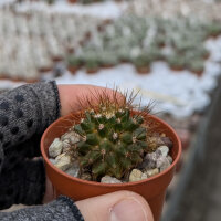 Mammillaria nivosa