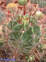 Ferocactus robustus