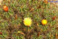 Ferocactus robustus
