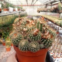 Parodia mairanana