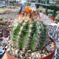 Parodia mairanana