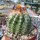 Parodia mairanana