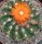Parodia mairanana