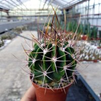 Echinopsis leucantha San José de Jachal