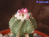 Aztekium ritteri CITES