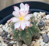 Aztekium ritteri CITES