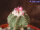 Aztekium ritteri CITES