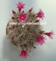 Mammillaria bocasana cv. Roseiflora Selection