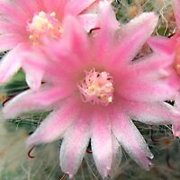 Mammillaria bocasana cv. Roseiflora Selection